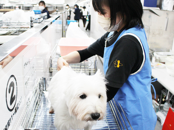 子犬と母犬は２年生がお世話します！